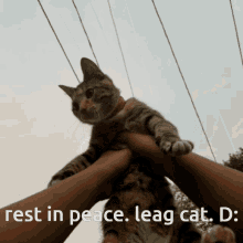 Cat Steal GIF - Cat Steal Let GIFs