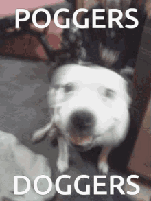 Poggers Doggers GIF - Poggers Doggers Pog GIFs