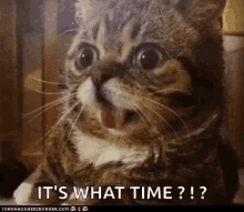 What Time Is It Cats GIF - What Time Is It Cats Animals GIFs