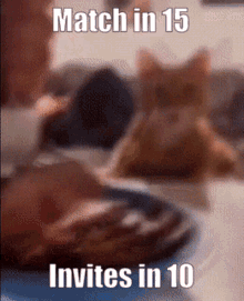 Match In15 Invites In10 GIF - Match In15 Invites In10 Cat GIFs