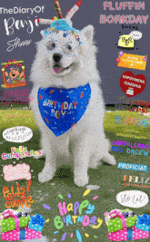 a white dog wearing a blue bandana that says " birthday boy "