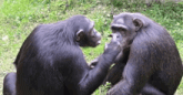 two chimpanzees are touching each other 's noses in the grass