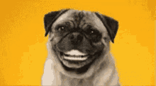 Funny Pug GIF - Funny Pug Smile GIFs