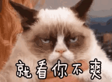一脸不爽 GIF - Pissed Mad Face Cat GIFs