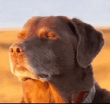 a close up of a dog 's face with its eyes closed .