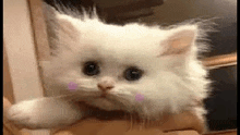 a white cat with a pink cheek is sitting on a table .