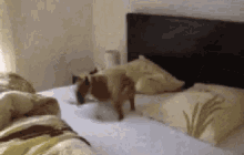Pets Jumping GIF - Pets Jumping Excited GIFs