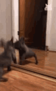 Confused Puzzled GIF - Confused Puzzled Mirror GIFs