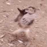 a monkey is standing on its hind legs on the ground .