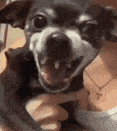a close up of a person holding a small dog with its mouth open