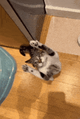 Cat Dance Catsune Miku GIF - Cat Dance Catsune Miku Miku GIFs