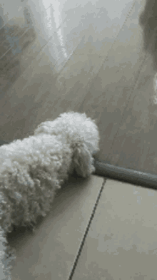 Dog Whats Up GIF - Dog Whats Up Where GIFs