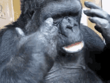 Cry Bad Koko GIF - Cry Bad Koko Gorilla GIFs