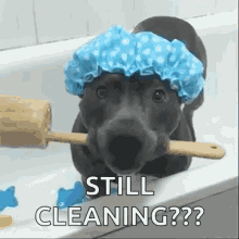 Shower Dogs GIF