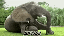 слоник слон собака друзья GIF - Elephant Dog Friends GIFs