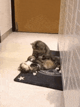 Massage Cat Massage GIF - Massage Cat Massage Cute Cats GIFs