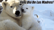 Feliz Dia De Las Madres Polar Bears GIF - Feliz Dia De Las Madres Polar Bears Hugs GIFs
