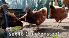 sex46 chickenstep chickens chicken