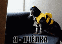 пяёлка котик в костюме GIF - Bee Cat Costume GIFs
