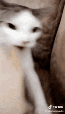 Cat Gag GIF - Cat Gag Sick GIFs