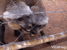 Growling Viralhog GIF - Growling Viralhog Bat Eared Fox GIFs
