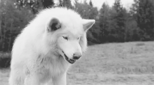 white wolf growl