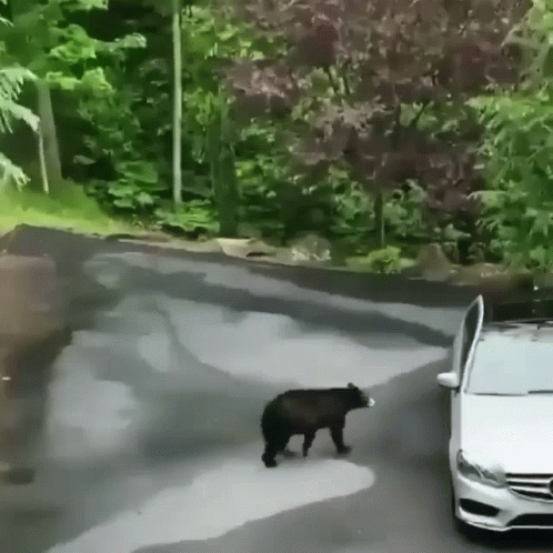 Bear Car