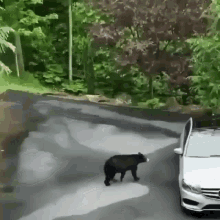 Bear Car GIF