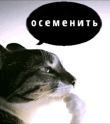a cat with a black speech bubble above its head that says ocemenity
