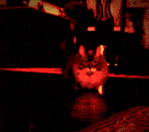 a cat in a red light with a black background