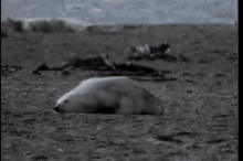 Rough Day GIF - Polarbear Adorable Arctic GIFs