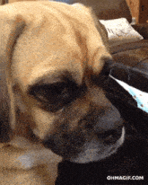 a close up of a dog 's face with the website ohmagif.com visible in the corner