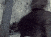a man in a black jacket is walking in the woods