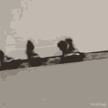 viralhog baby skunks run running walkaway