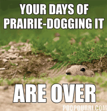 Prairie Dog Disappear GIF - Prairie Dog Disappear Your Days GIFs