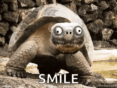 Turtle Funny Animal GIF - Turtle Funny Animal Crazy Animal - Discover &  Share GIFs