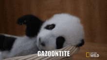 Gazoontite Panda GIF - Gazoontite Panda Sleepy GIFs