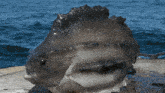 a large fish is sitting on a wooden dock with the ocean in the background