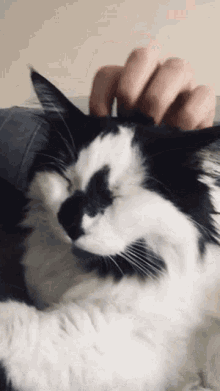 Tuco Cat GIF - Tuco Cat GIFs