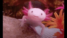 Axolotl Pop Cat GIF - Axolotl Pop Cat GIFs
