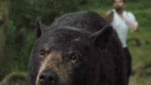 Roaring Cocaine Bear GIF - Roaring Cocaine Bear Growling GIFs