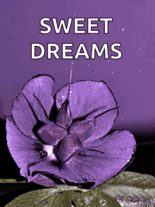 Sweet Dreams Good Night GIF - Sweet Dreams Good Night Night GIFs