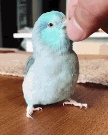 Cute Bird GIF - Cute Bird Oiseau GIFs