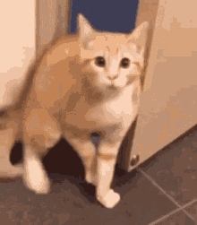 Cat Catsad GIF - Cat Catsad GIFs