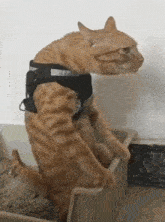 a cat wearing a harness sitting in a litter box