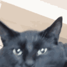 Little Black Cat GIF - Little Black Cat Black Cat Cat GIFs