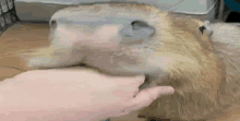 Funny Capybara Capybara Hand GIF - Funny Capybara Capybara Hand Yummy Capybara GIFs