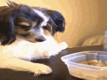 Im Hungry Cute Puppy GIF - Im Hungry Cute Puppy Loki Hungry GIFs