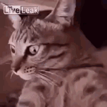 Trippy Cat GIF - Cat Nip Cat Dizzy GIFs