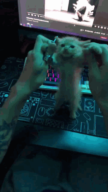 Dancing Cat GIF - Dancing Cat Scoid GIFs